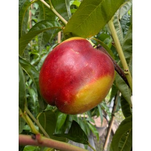 Nektarine Rhonegold am Baum: Saftige, rot-gelbe Frucht mit glatter Schale, reif für den Genuss.