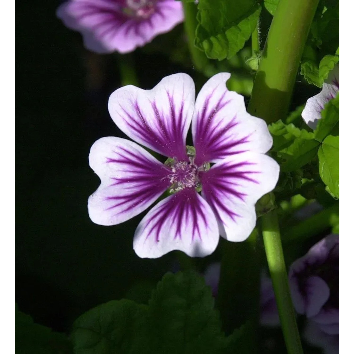 Wilde Malve Zebrina - Malva sylvestris