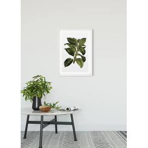 Komar Wandbild Elastica Tree, 50x70 cm, mit detailreicher Darstellung eines Gummibaums im weißen Rahmen.