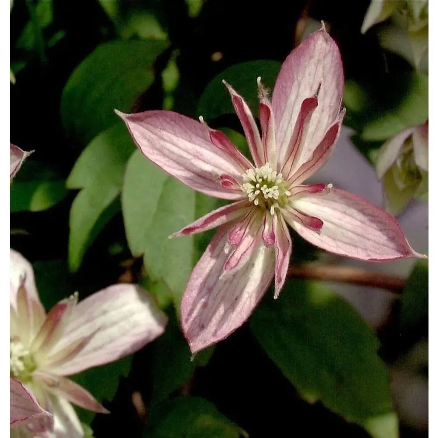 Berg Waldrebe Majorie 40-60cm - Clematis montana