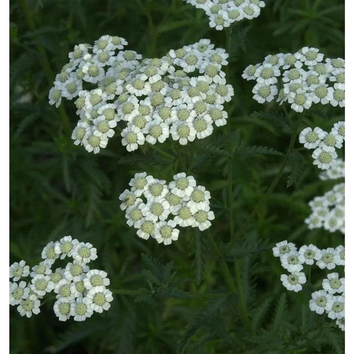 Steingarten Silbergarbe - Achillea ageratifolia