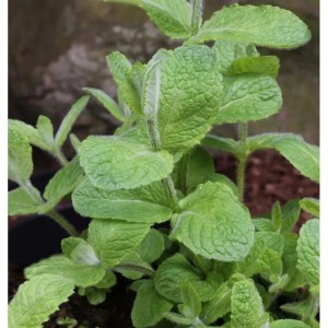 Frische, grüne Apfelminze (Mentha suaveolens) im Topf, eine aromatische Staude.