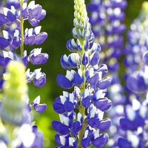6 x Lupine 'The Governor' Lupinus Topf 9cm Blau-Weiße Blüten