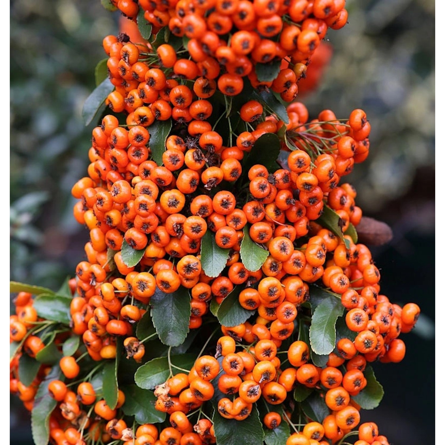 Feuerdorn Saphyr Orange 40-60cm - Pyracantha günstig online kaufen