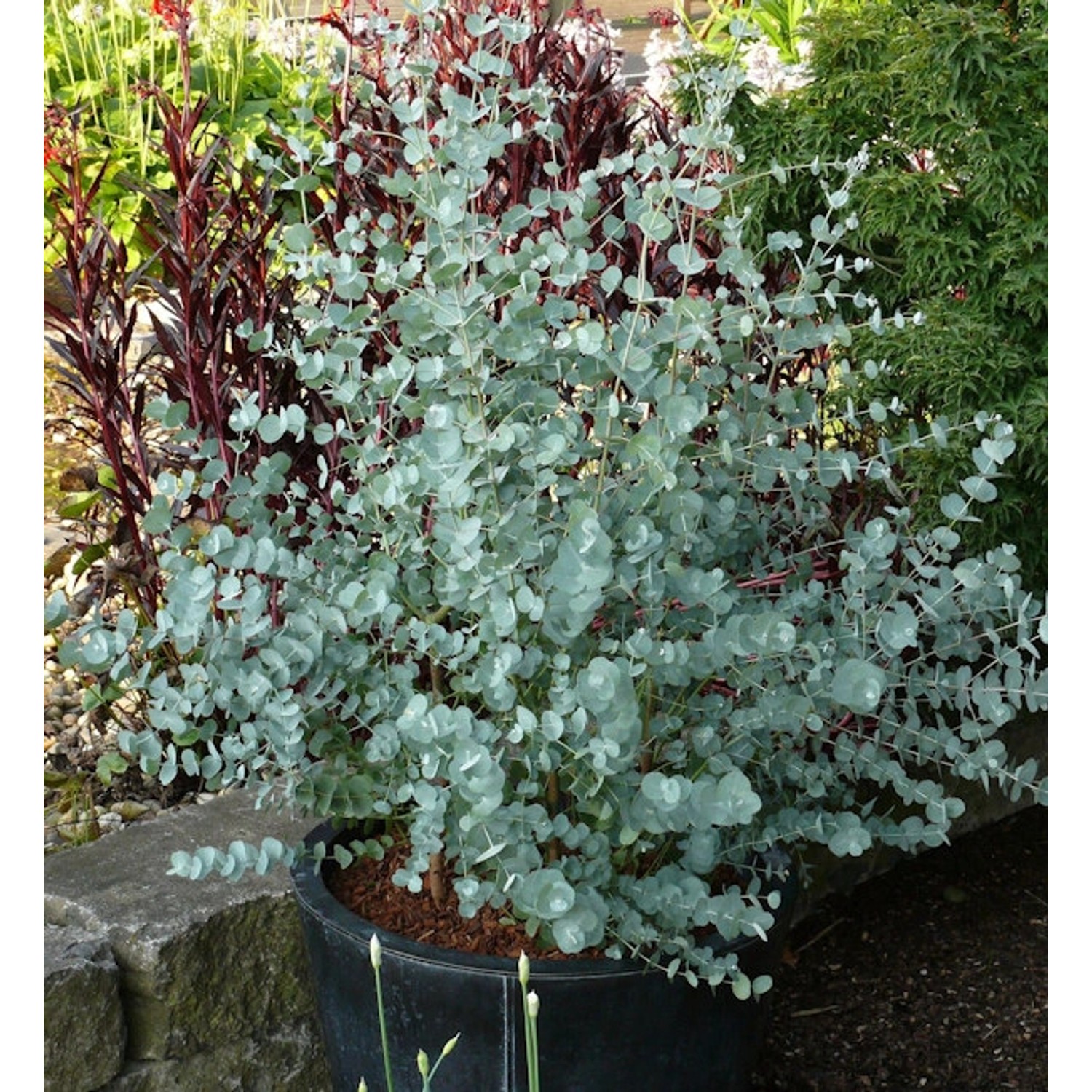 Winterharter Eukalyptus Azura 60-80cm - Eucalyptus gunnii günstig online kaufen