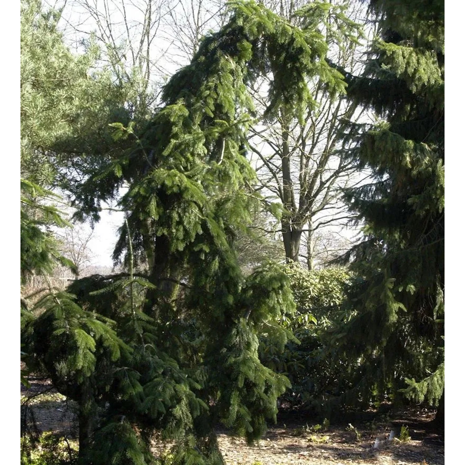 Japanische Hängetanne 30-40cm - Abies veitchii Pendula