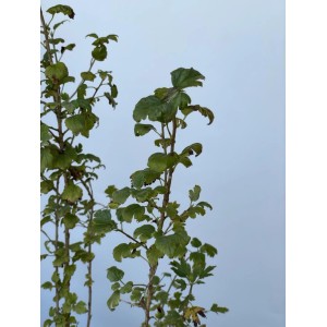 Alpenjohannisbeere Topfpflanze mit grünen, gelappten Blättern und dünnen Stämmen. Sommergrüner Strauch.