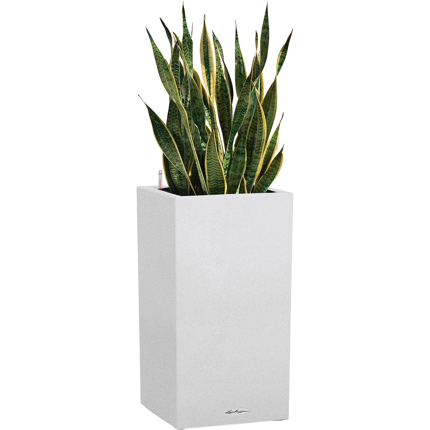 Hohes, weißes Lechuza Canto Stone Pflanzgefäß (30x56cm) mit Pflanzeinsatz und Grünpflanze.