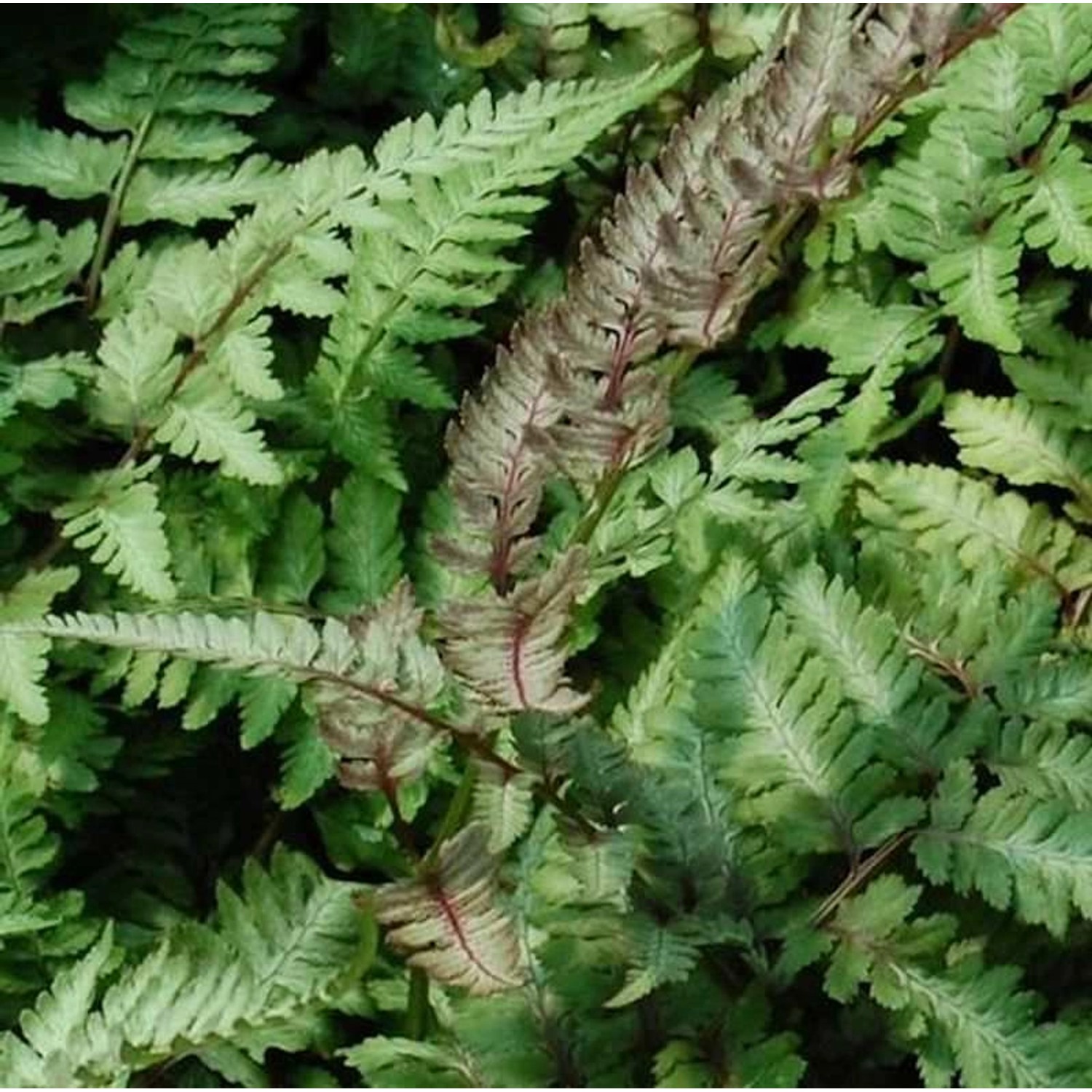 Regenbogenfarn Ursulas Red - Athyrium niponicum günstig online kaufen