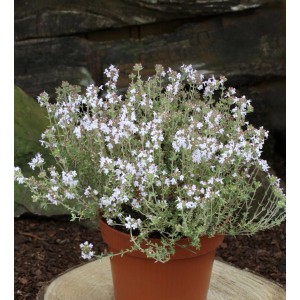 Blühender Zitronen-Thymian 'Orange Scent' im Topf. Die Staude hat kleine, weiße Blüten.