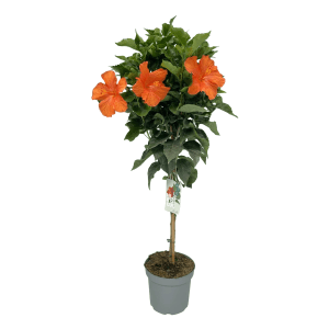 Chinesischer Roseneibisch (Hibiscus rosa-sinensis) im Topf, ca. 105 cm hoch, mit orangen Blüten.