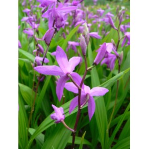 Gartenorchidee Bletilla 'Paris Penway' im Topf, lila Blüten und grüne Blätter.