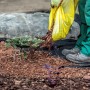 Verlegen von Aquagart Unkrautvlies 150g/m² im Garten mit Rindenmulch.