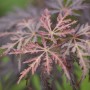 Detailaufnahme des rotlaubigen Japanischen Ahorns 'Tamuke Yama', Acer palmatum.