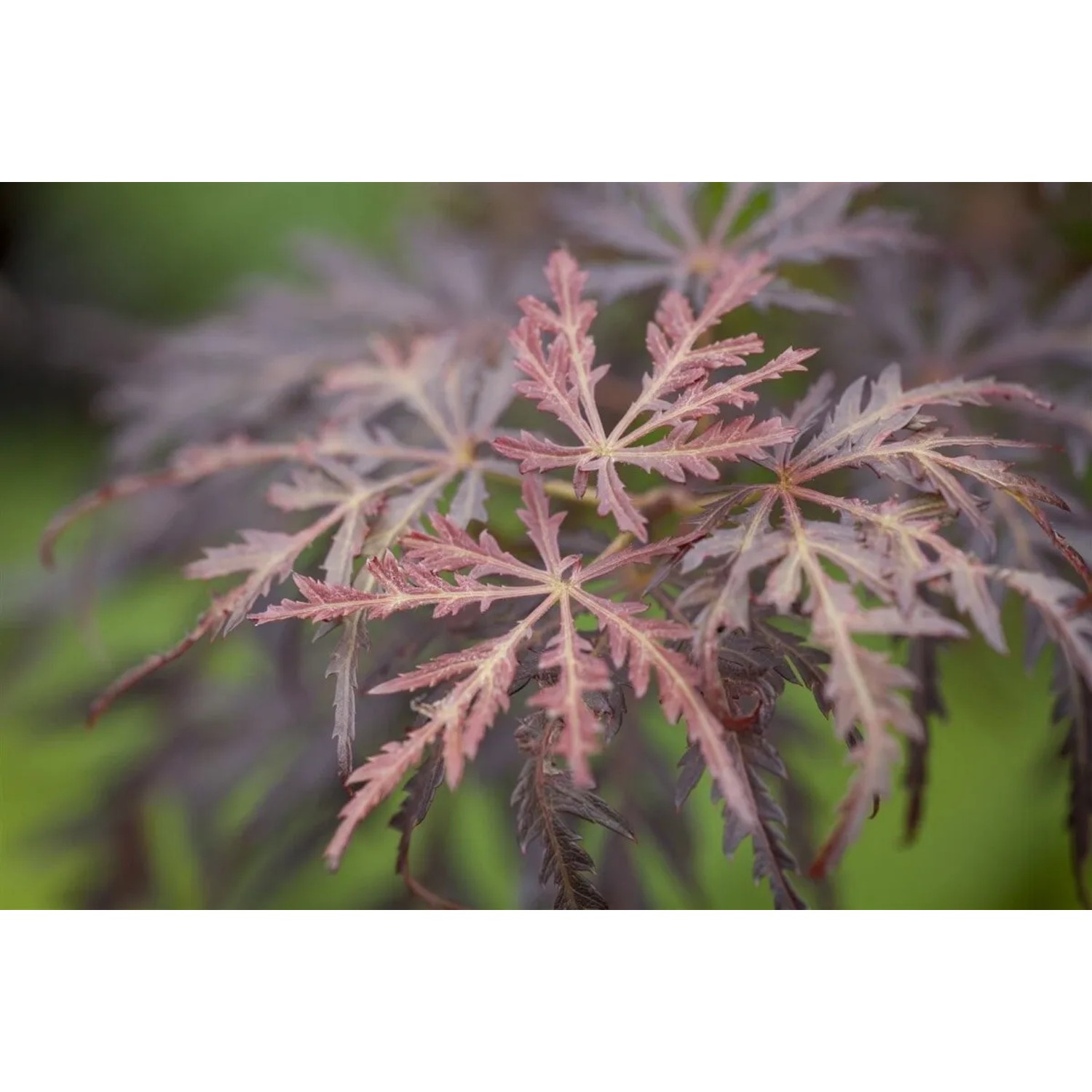 Detailaufnahme des rotlaubigen Japanischen Ahorns 'Tamuke Yama', Acer palmatum.