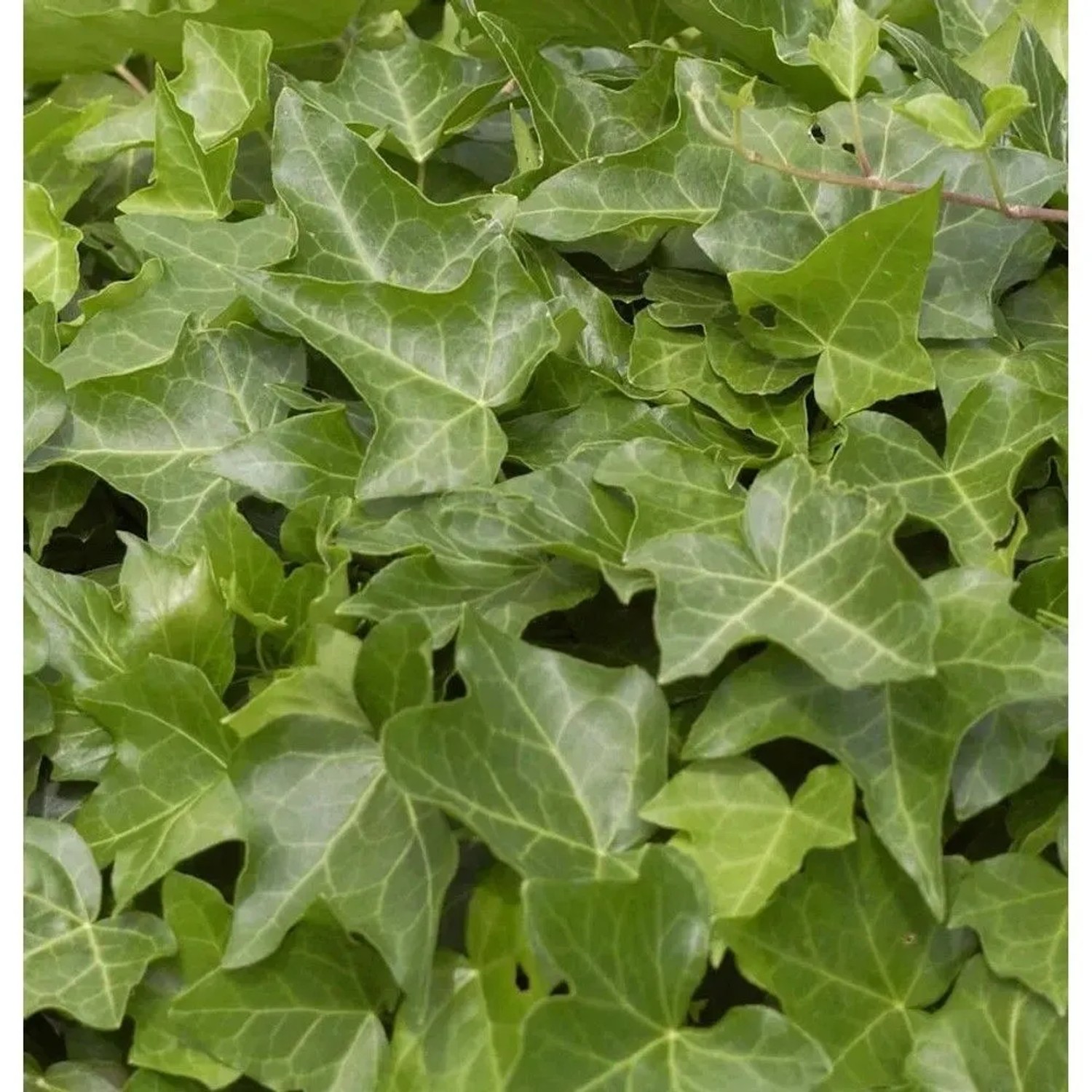 Gemeiner Efeu 125-150cm - Hedera helix