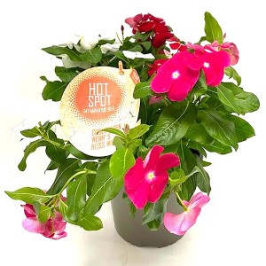 Catharanthe Hot Spot Trio im Topf, verschiedene Farben. Sommerpflanze für Balkon, Terrasse und Beet.