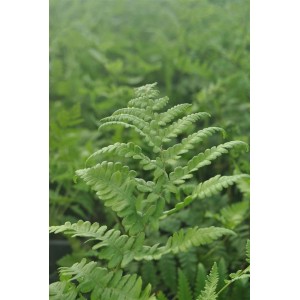Detailaufnahme des grünen Sumpffarns (Thelypteris Palustris) im 9x9 cm Topf.