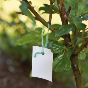 Grüne Windhager Drehbinder (100 Stk.) mit Etikett an Pflanzenzweig befestigt.