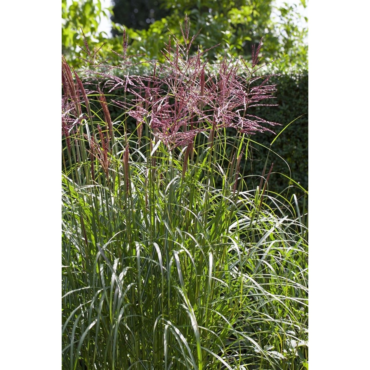 Miscanthus Sinensis Nippon Chinaschilf 3-5 Liter Container günstig online kaufen