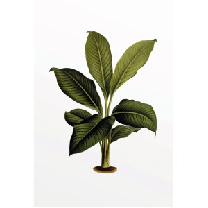 Komar Wandbild Elastica Leaf, 50x70 cm, mit detailreicher Darstellung eines tropischen Blatts.
