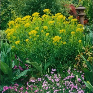 Sumpf Wolfsmilch (Euphorbia Palustris) mit leuchtend gelben Blüten im Garten.