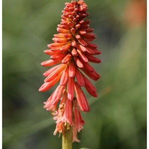 Orange-rote Fackellilie (Kniphofia uvaria) im Detail.