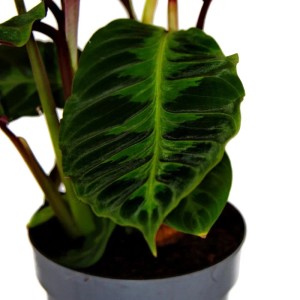 Exotenherz Calathea Warscewiczii im 14cm Topf, samtige Blätter mit dunkler Zeichnung.