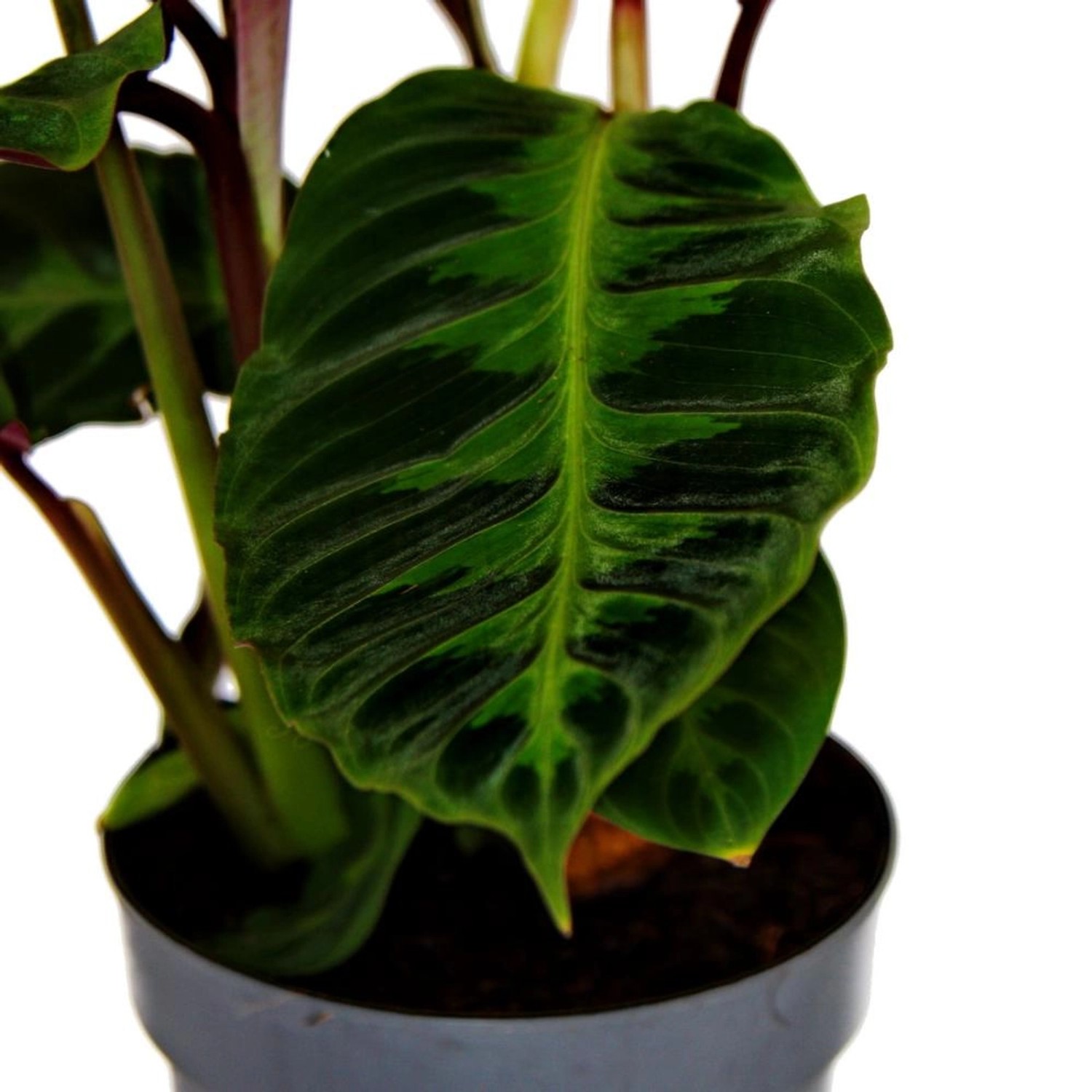 Exotenherz Schattenpflanze mit Samtigen Blättern Calathea Warscewiczii