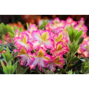Nahaufnahme des Rhododendron Viscosum Quiet Thoughts mit rosa-weißen Blüten und grünen Blättern.