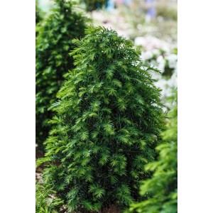 Grüne Taxus 'Höpken's Gigant' Heckenpflanze, 80-100 cm hoch.