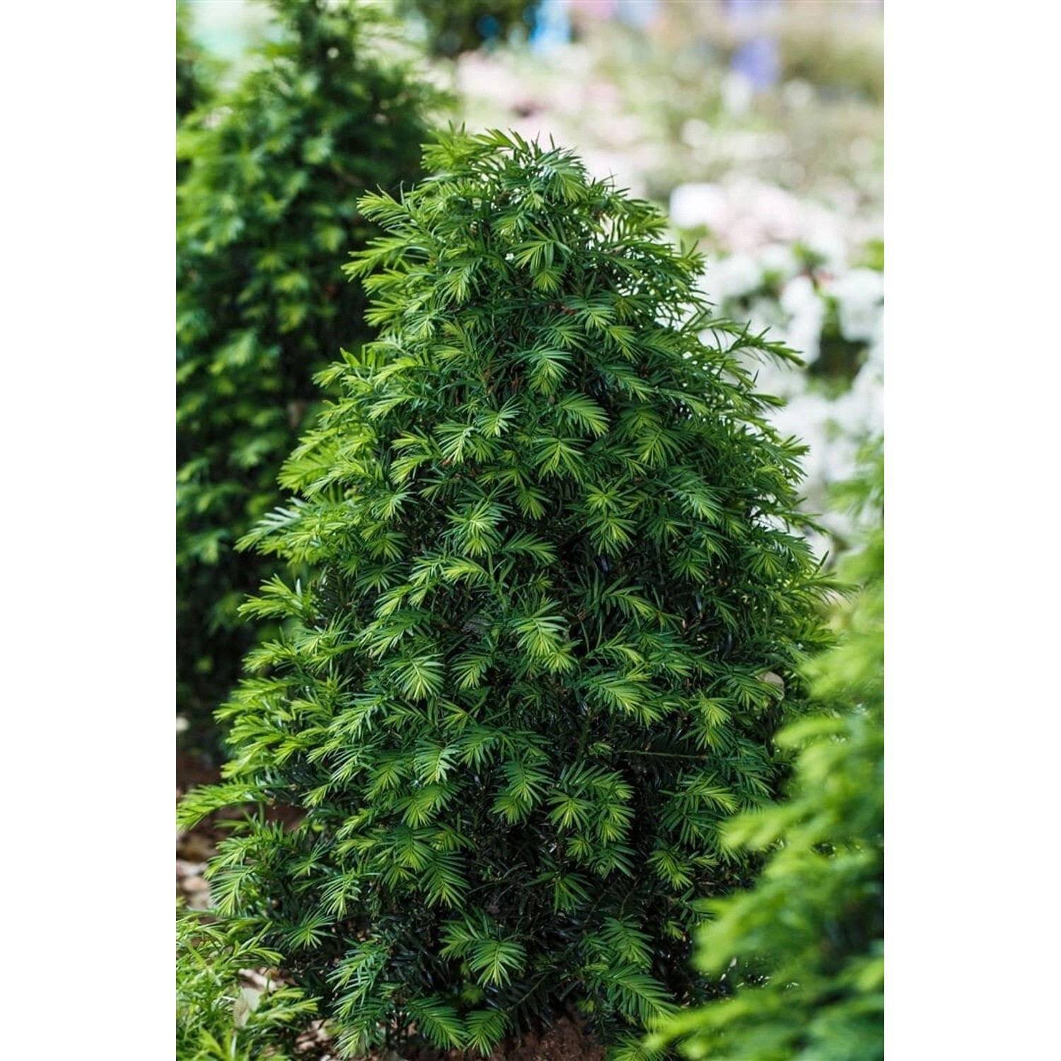 Taxus baccata 'Höpken's Gigant' 80-100 cm günstig online kaufen