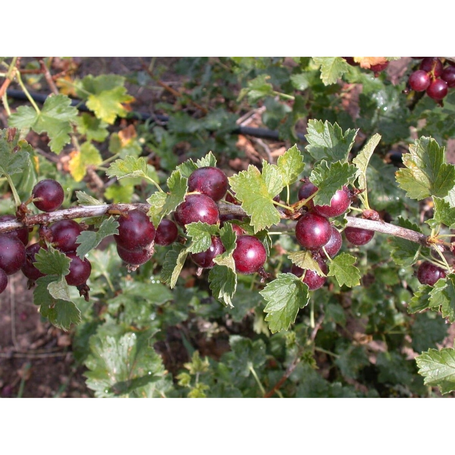 Ribes X Nidigrolaria Jostabeere 40–60 Cm günstig online kaufen