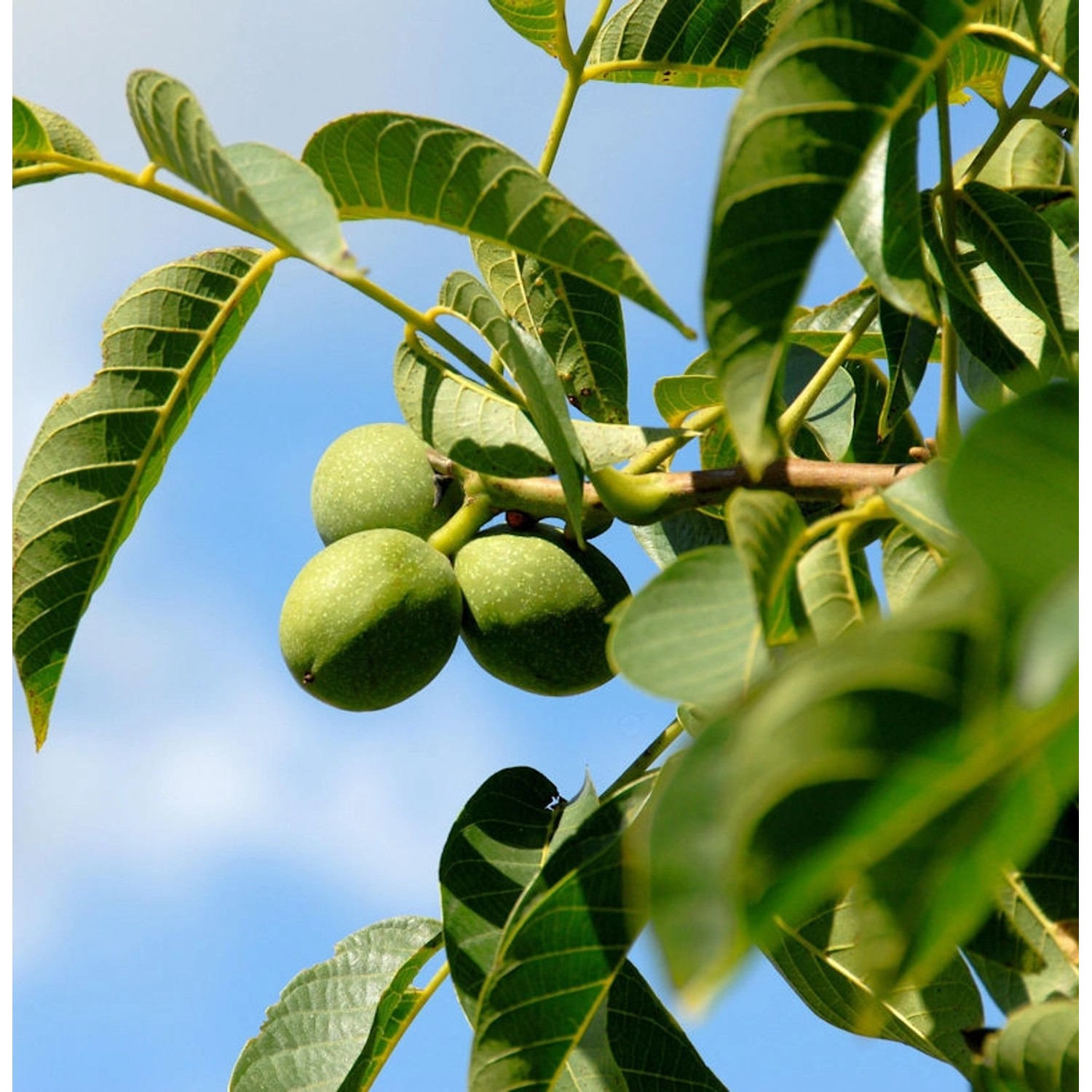 Echter Walnuss 125-150cm - Juglans regia günstig online kaufen