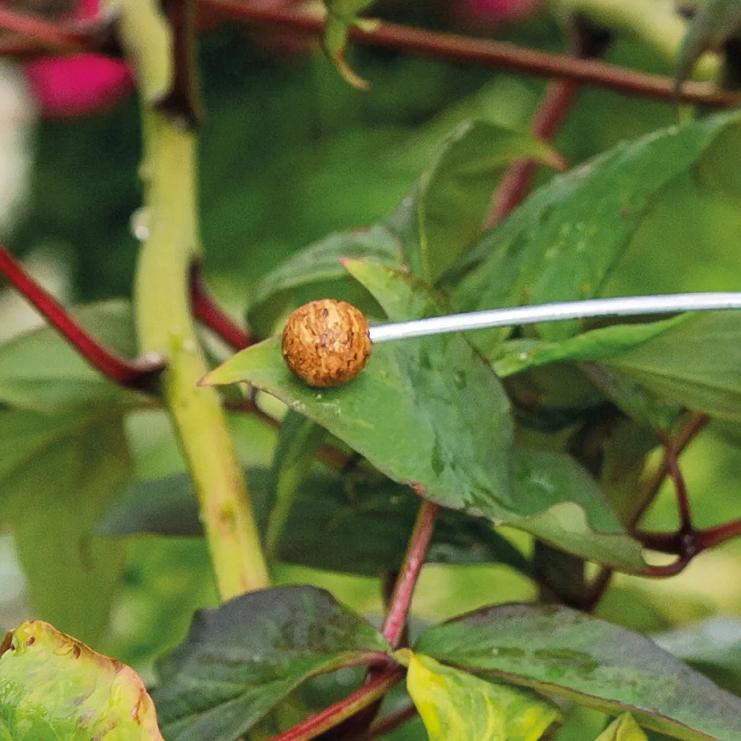 Bellissa Stützdraht mit Korkkugel als Endenschutz an Pflanze.