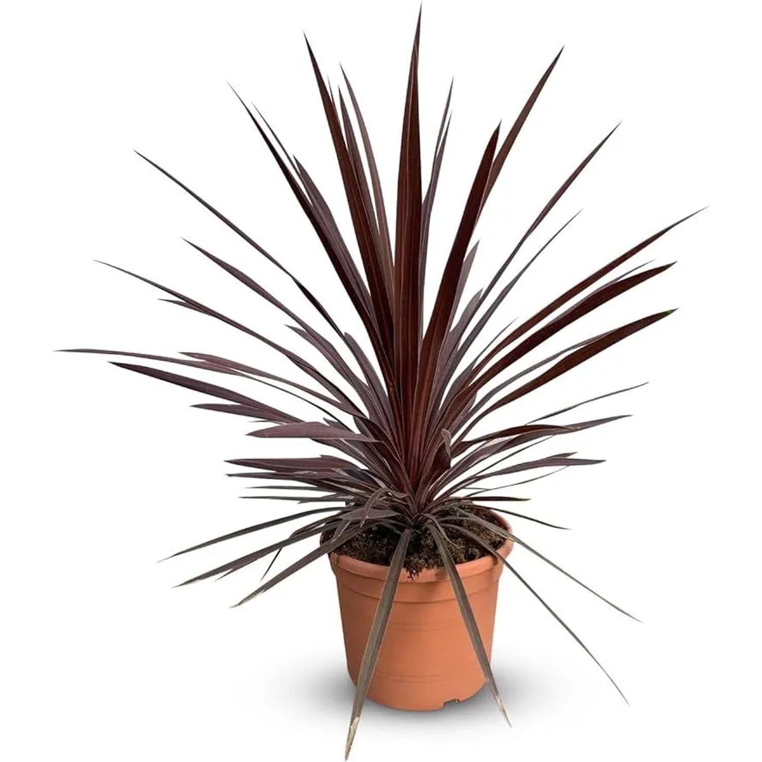 Sunny-Tree Cordyline Australis 'Red Star' Keulenlilie  100 cm 10 L Topf  Winterharte Gartenpflanze für Innen und Außen