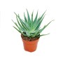Exotenherz Aloe Aborescens im 19cm Topf, eine grüne Sukkulente mit spitzen Blättern im braunen Topf.