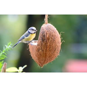 Blaumeise frisst Wildvogelfutter aus einer halben Kokosnuss. Vogelfutter für Wildvögel.