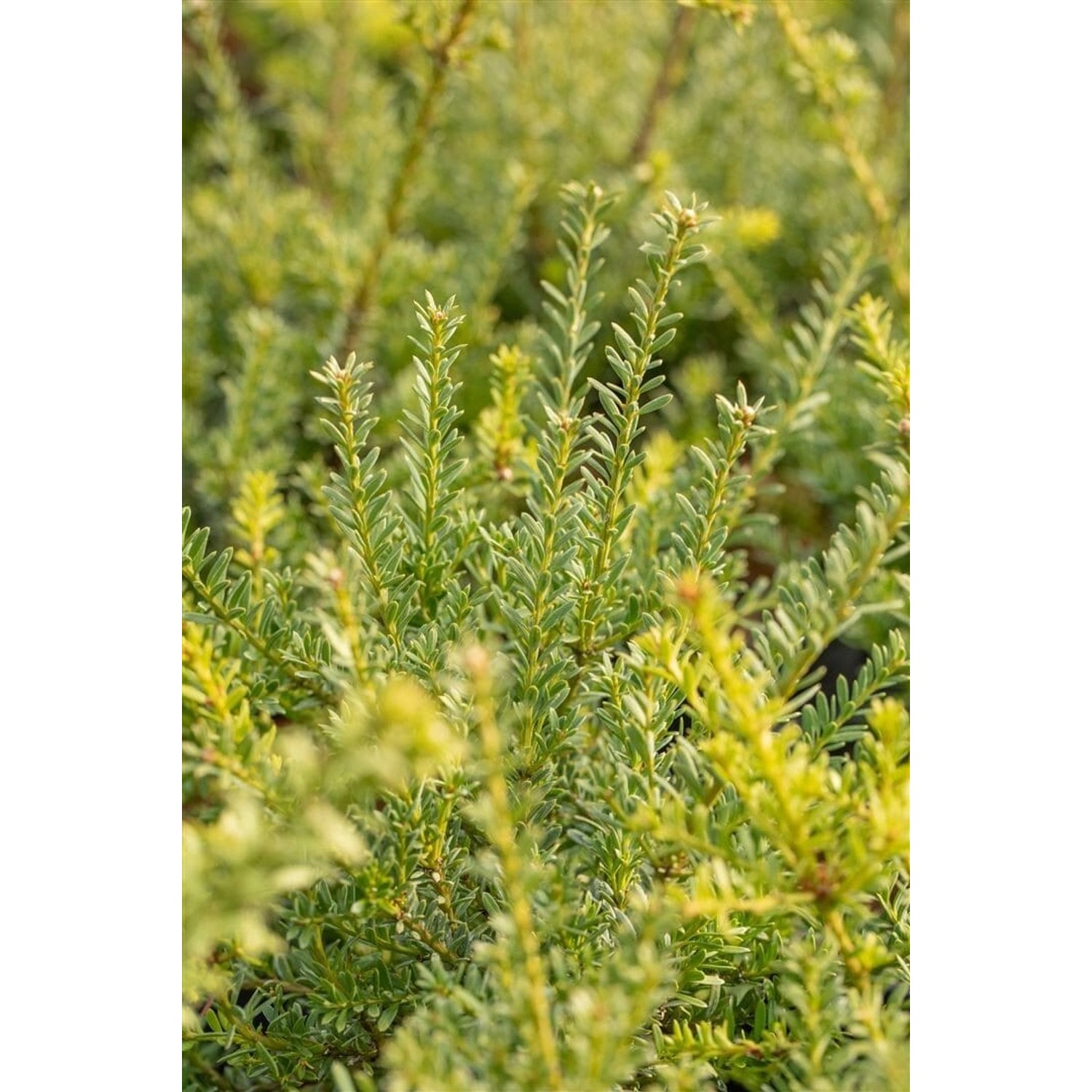 Podocarpus Lawrencei Blue Gem Bläulich-Grün 30–40 cm günstig online kaufen
