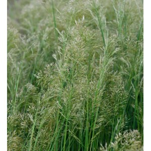 Reitgras Avalanche - Calamagrostis acutiflora