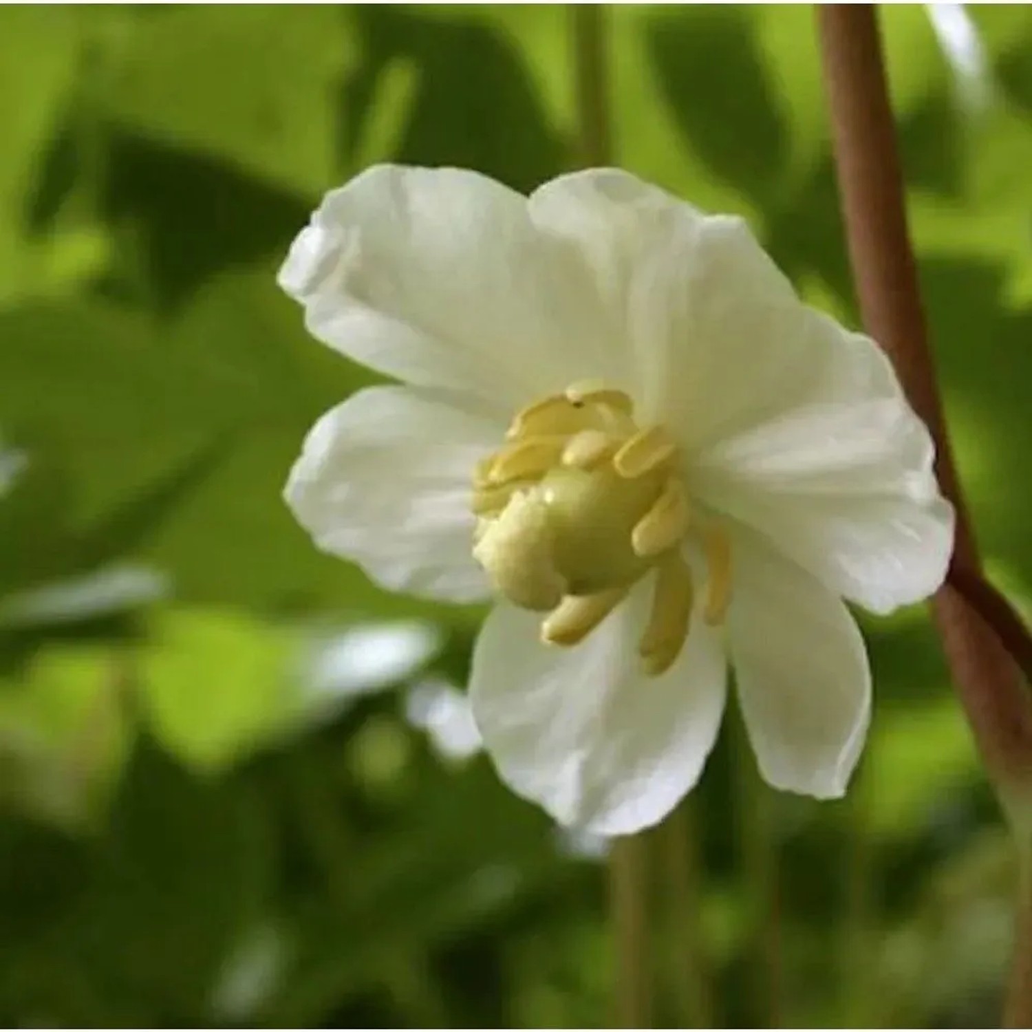 Amerikanischer Maiapfel - Podophyllum peltatum