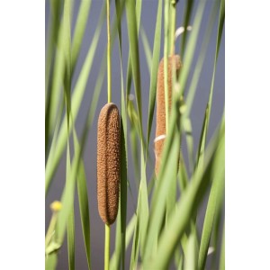 Breitblättriger Rohrkolben (Typha Latifolia) mit braunen Kolben und grünen Blättern im Topf.
