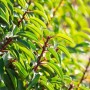 Detailaufnahme einer Prunus lusitanica Heckenpflanze mit grünen Blättern.
