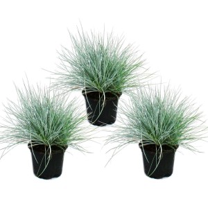 Drei Blauschwingel-Gras Pflanzen (Festuca Glauca) im 9cm Topf, Ziergras für Garten und Kübel.