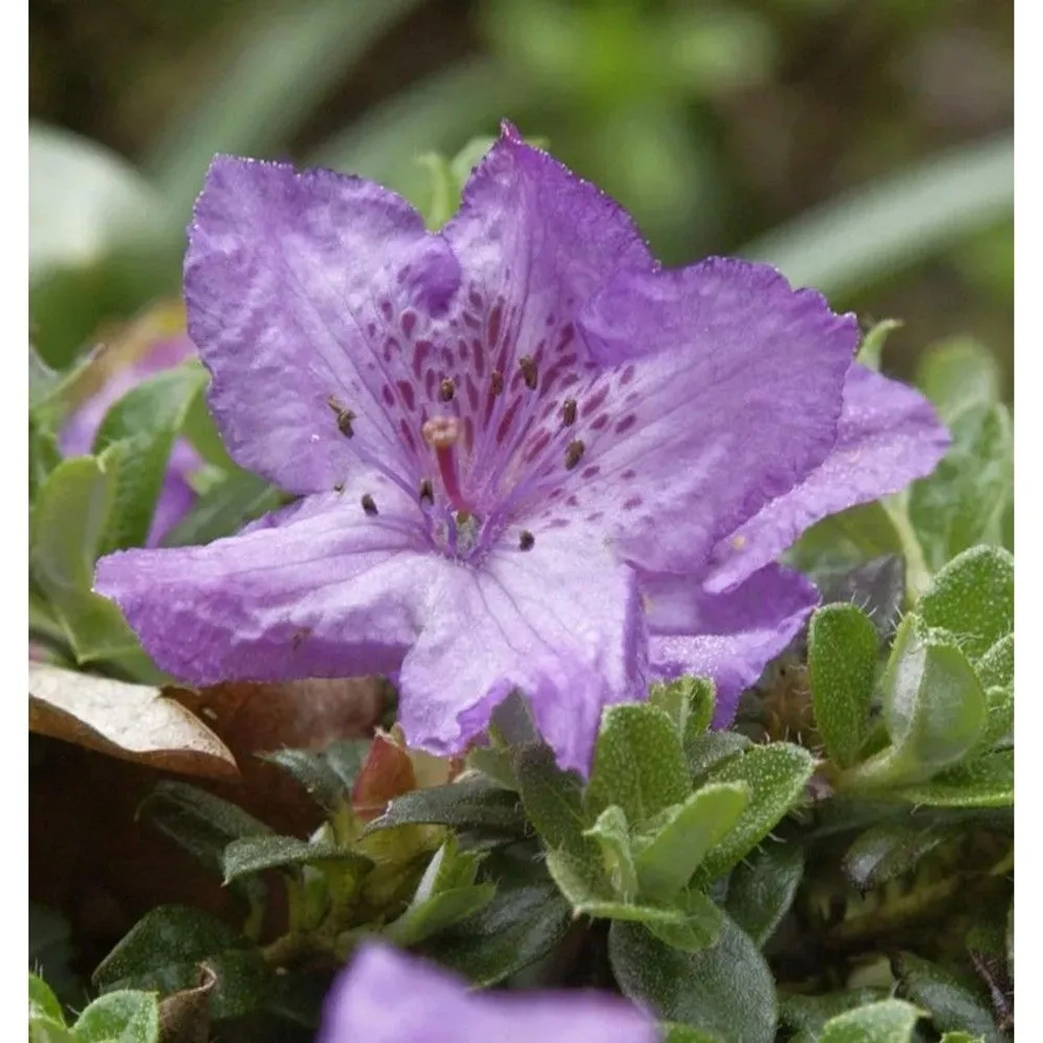 Zwerg Alpenrose 10-15cm - Rhododendron keleticum