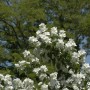 Gefüllter Gartenjasmin (Philadelphus) mit üppigen, weißen Blüten vor grünem Hintergrund.