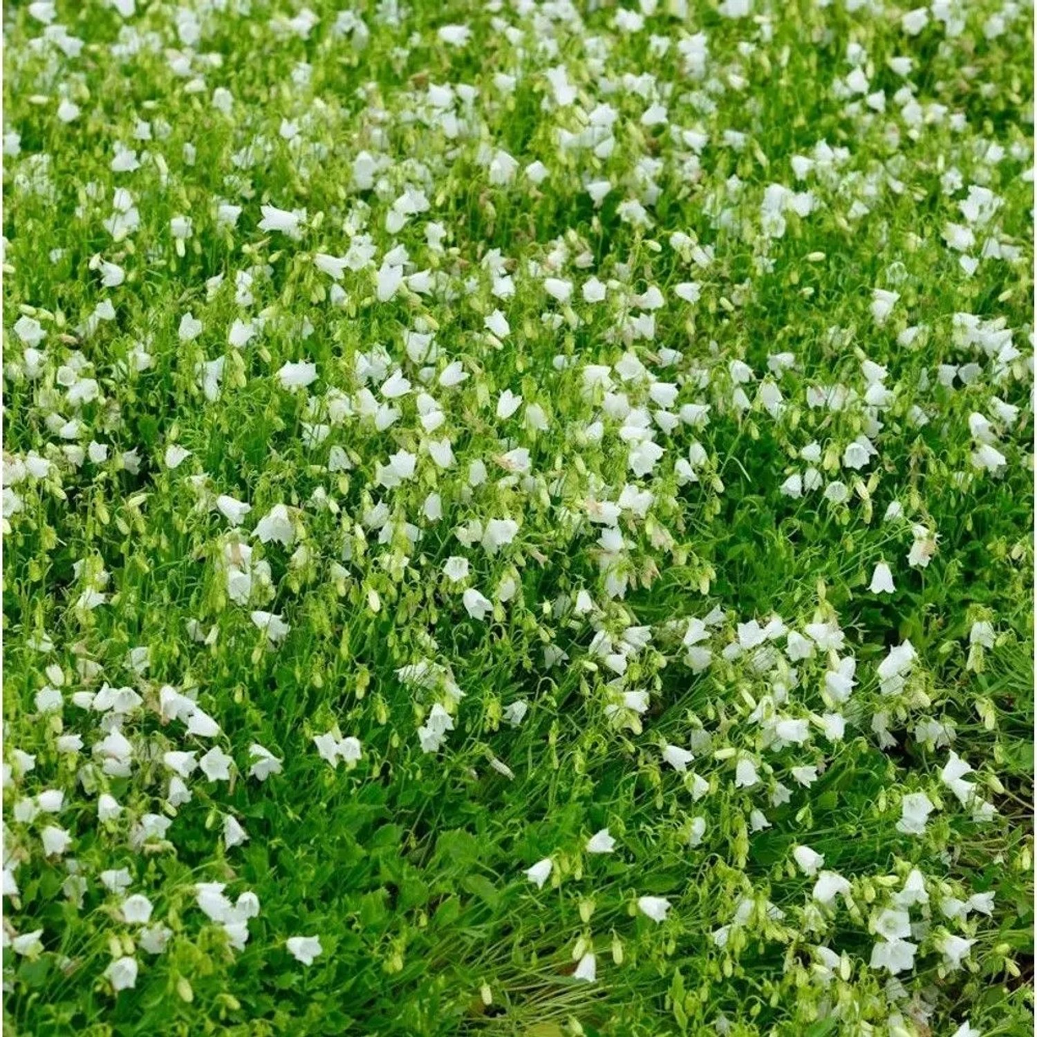 Zwergglockenblume Bavaria White - Campanula punctata