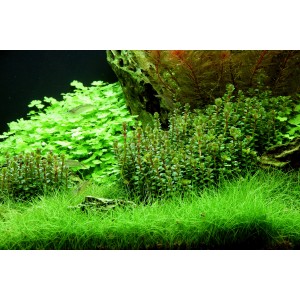 Aquariumpflanze Rotala Indica In-Vitro von Dennerle Plants im Aquarium mit grünen Pflanzen.