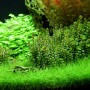 Aquariumpflanze Rotala Indica In-Vitro von Dennerle Plants im Aquarium mit grünen Pflanzen.