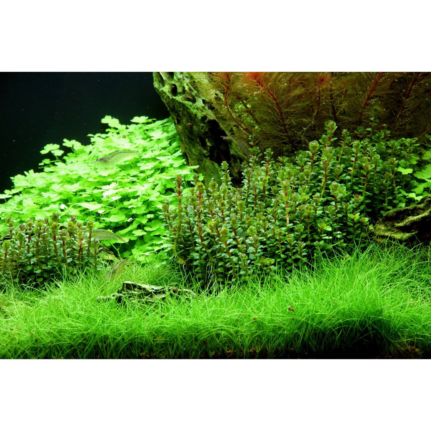 Aquariumpflanze Rotala Indica In-Vitro von Dennerle Plants im Aquarium mit grünen Pflanzen.